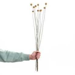 Trockenblumen Craspedia LĂ€nge 70cm FLOWER MARKET In Gelb