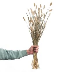 Trockenblumen Lagurusgras LĂ€nge 70cm FLOWER MARKET In Natur
