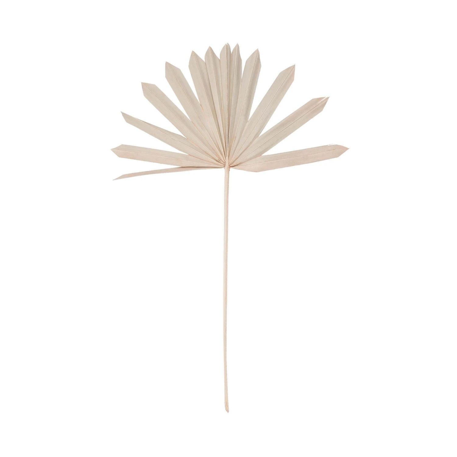 Trockenblumen Palmblatt LĂ€nge 60cm FLOWER MARKET In Natur - Image 3